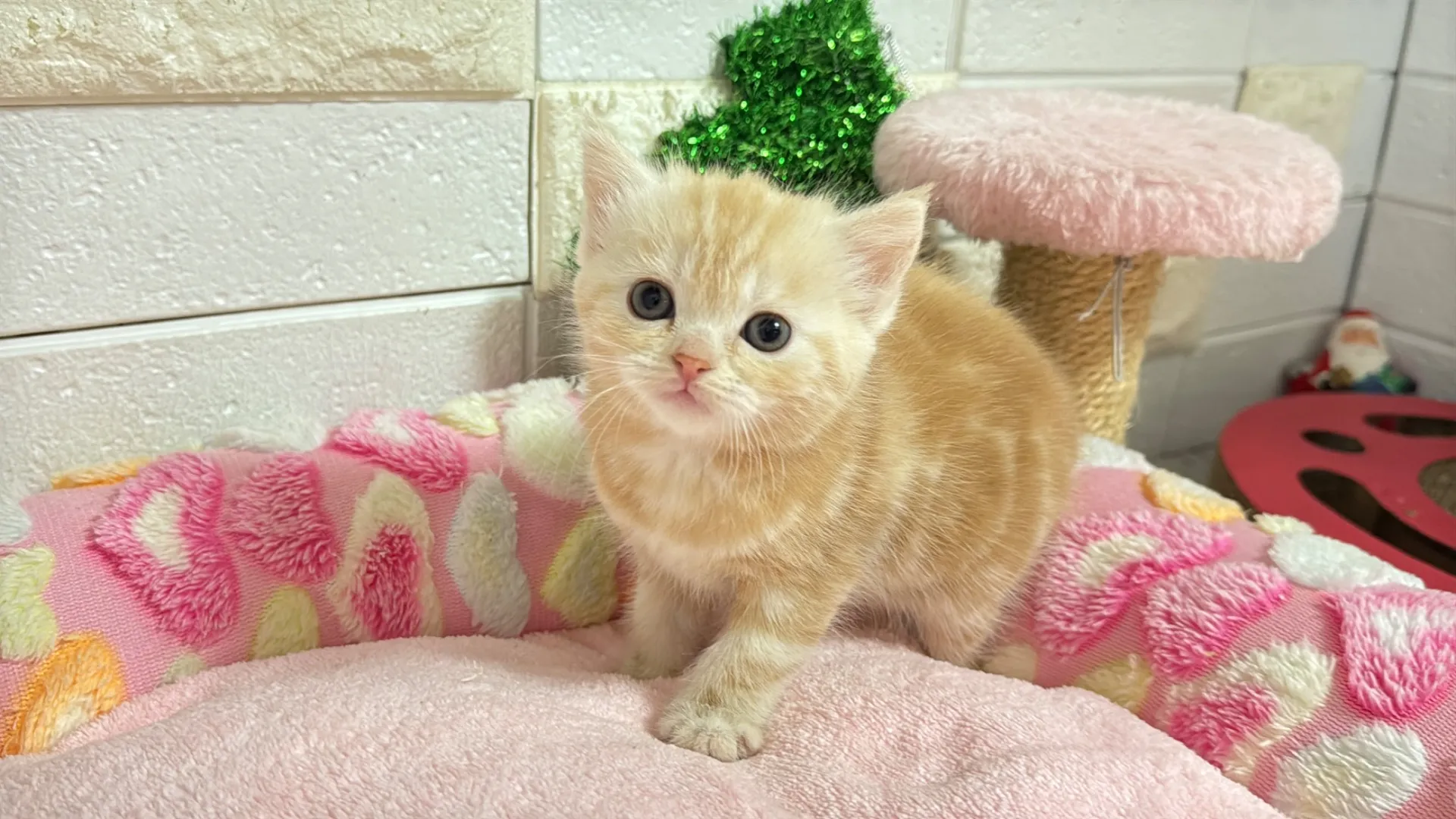 マンチカン長足(MAYUU10003)