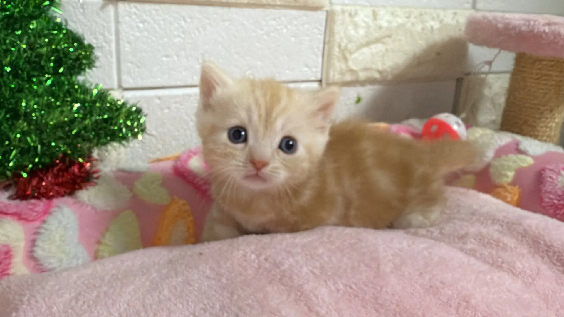 マンチカン短足(beach10001)