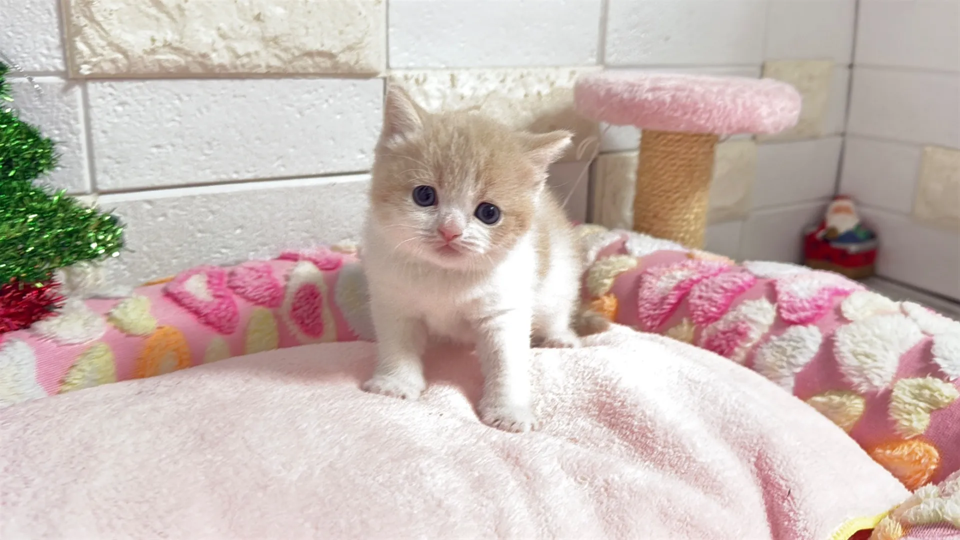 マンチカン短足(beach10003)