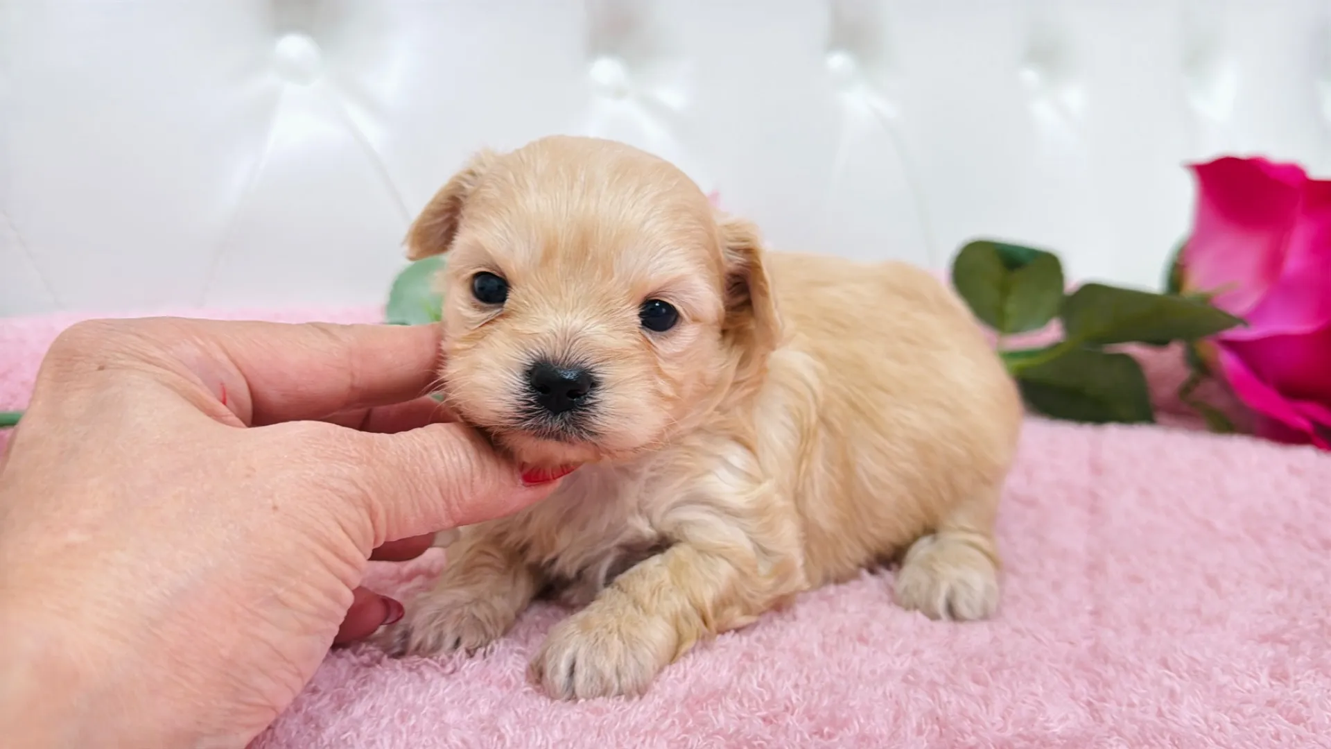 トイプードル×チワワ(Yuuchan10001)