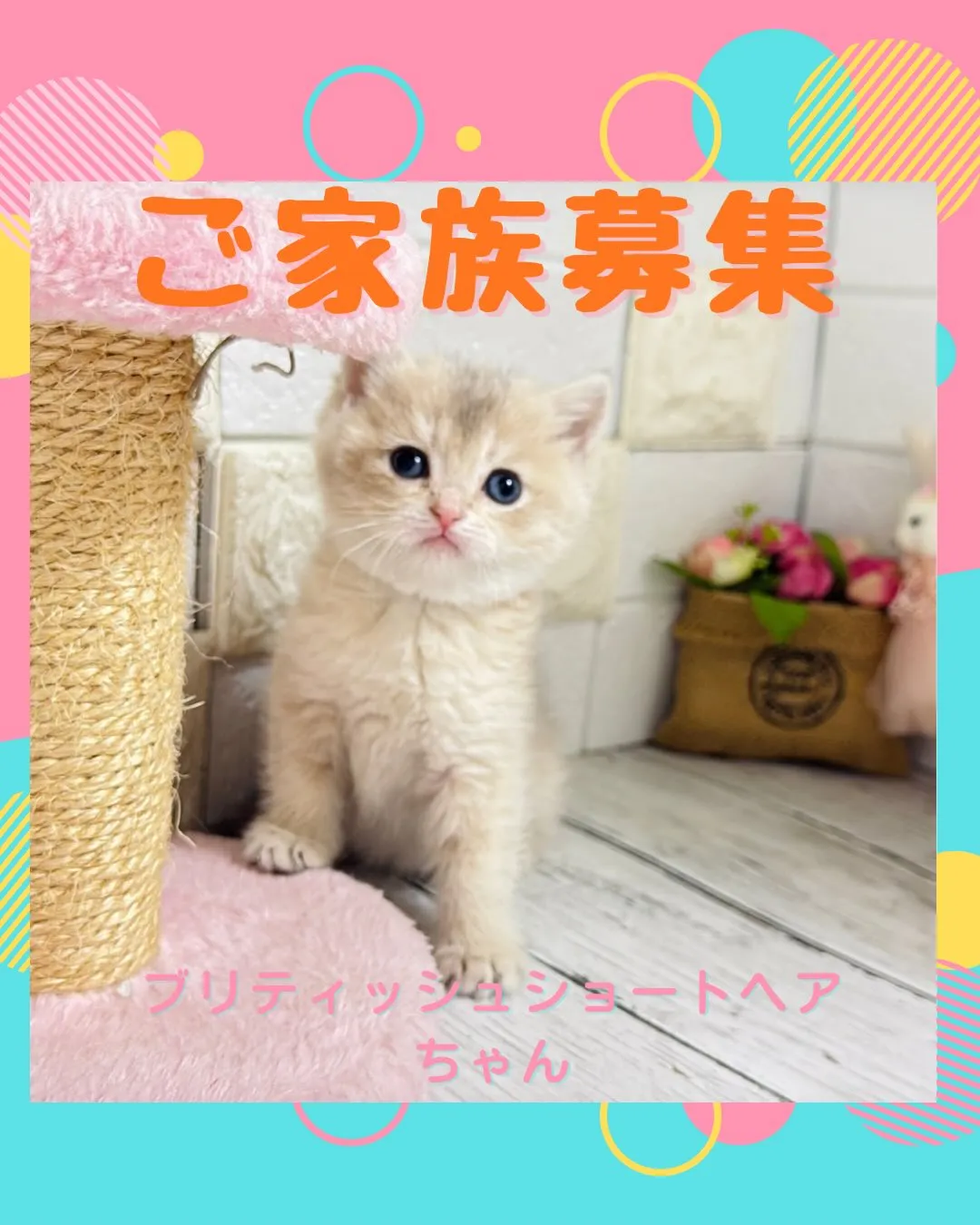 こんにちは🐾✨