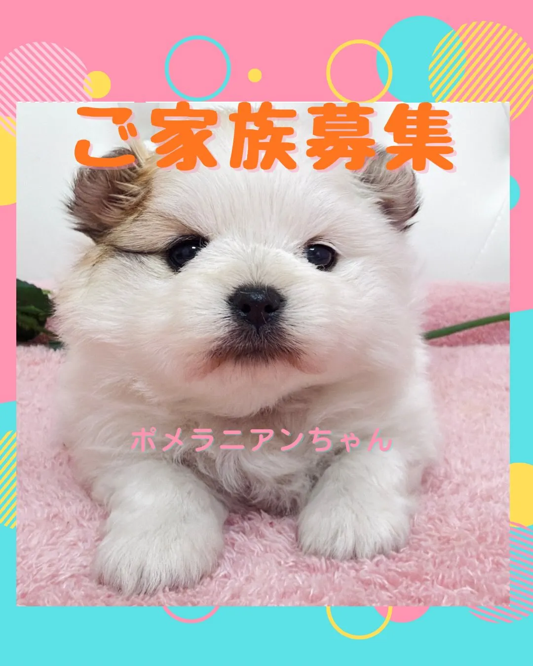 ポメラニアン/埼玉ブリーダー/パピーランドシェリエ