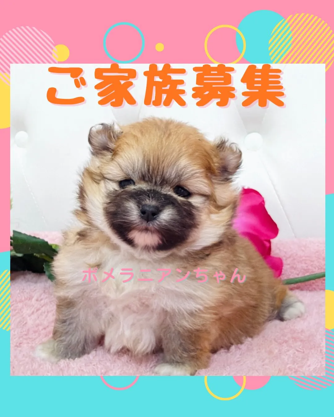 パピーランドシェリエ/ポメラニアン/ブリーダー直販