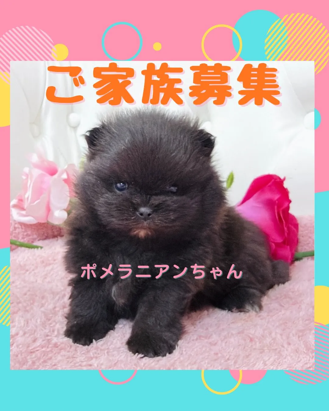 パピーランドシェリエ/ポメラニアン/ブリーダー直販
