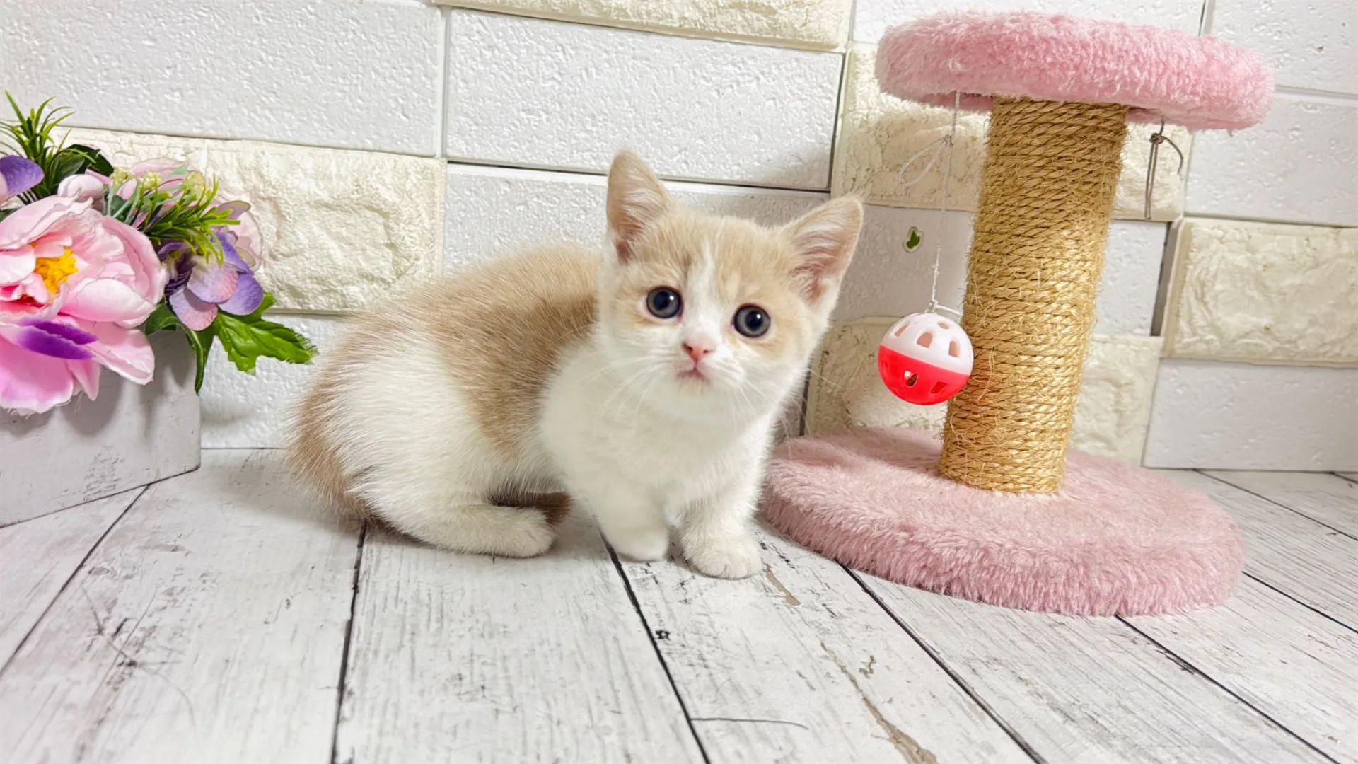 マンチカン短足(Keiko102)