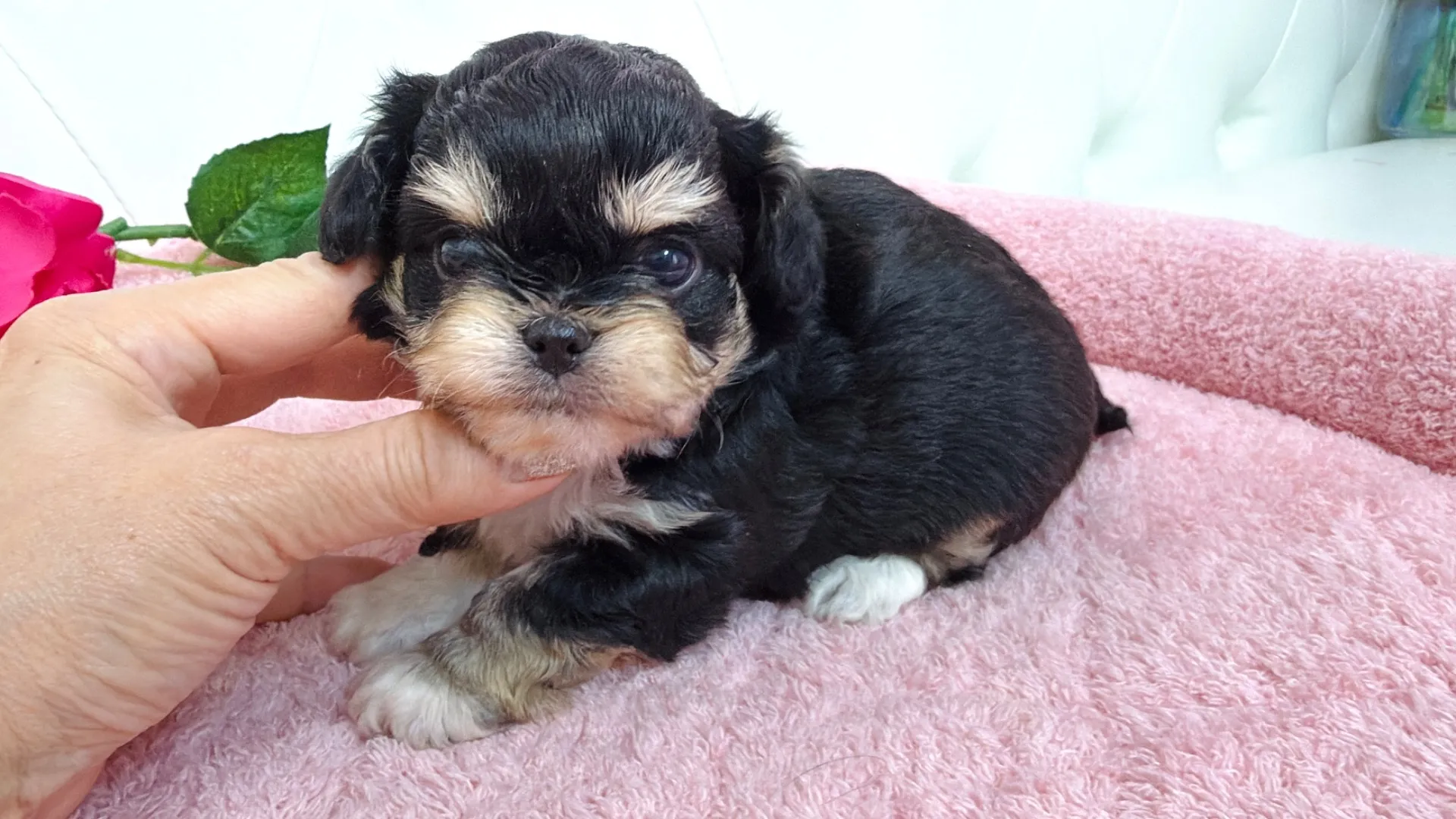 ビションフリーゼ×チワワ(SOUMO101)