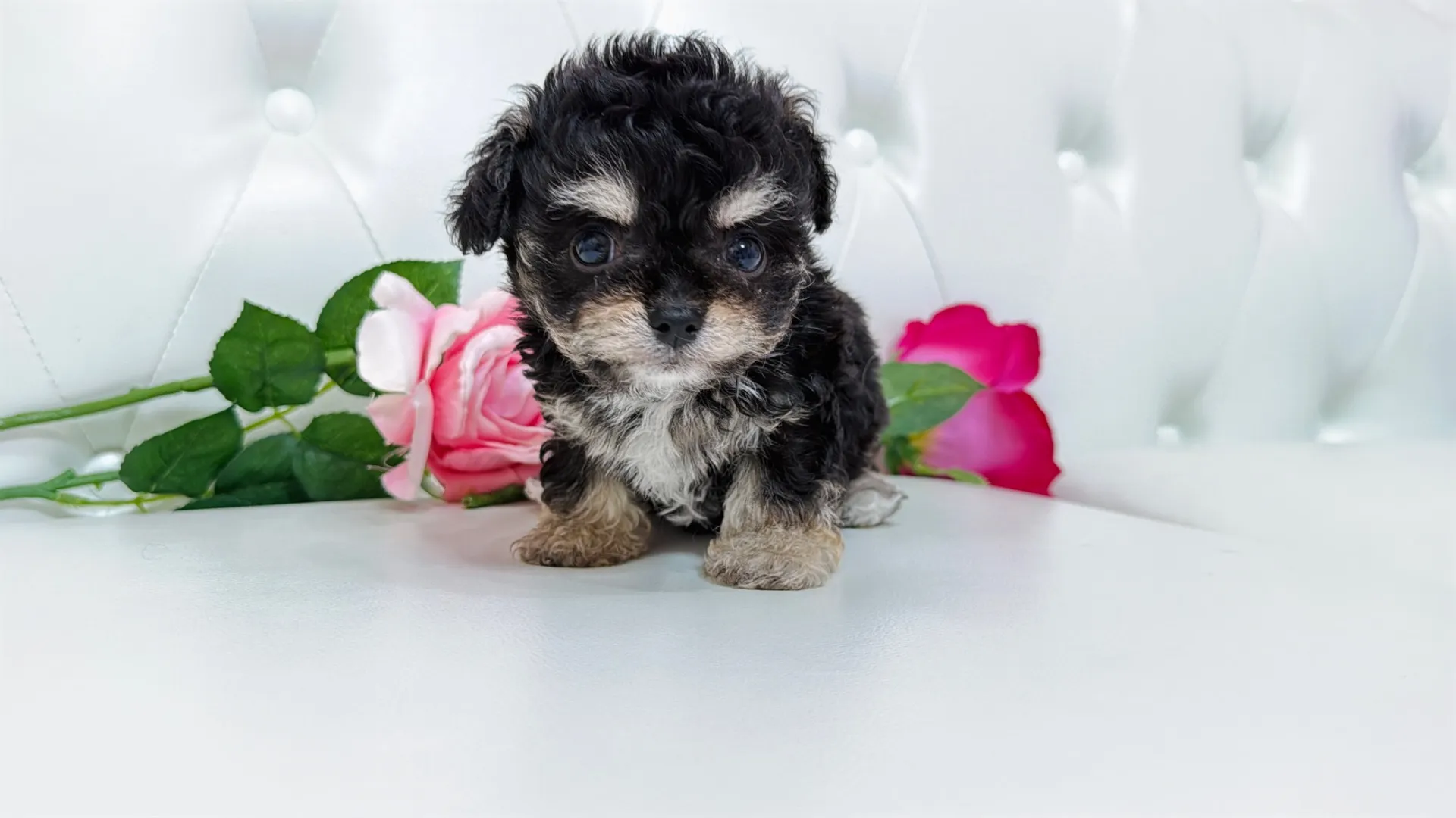 チワワ×ビジョンフリーゼ(Kuou101)