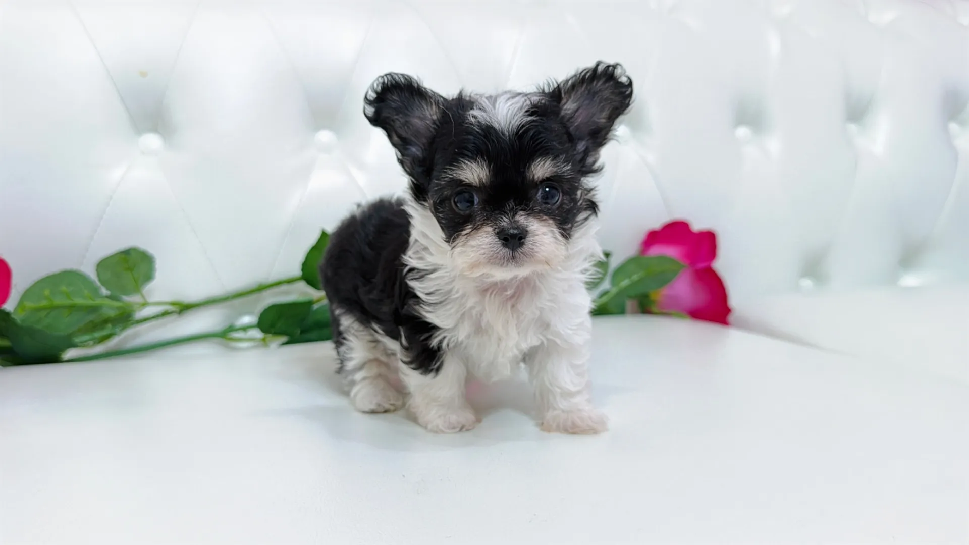 チワワ×ビションフリーゼ(Kuou102)