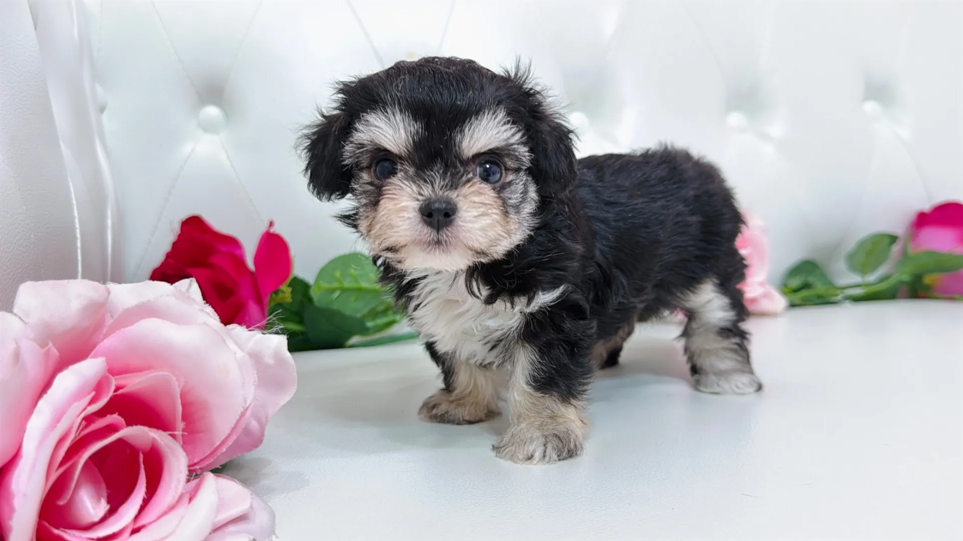 チワワ×ビションフリーゼ(Kuou103)