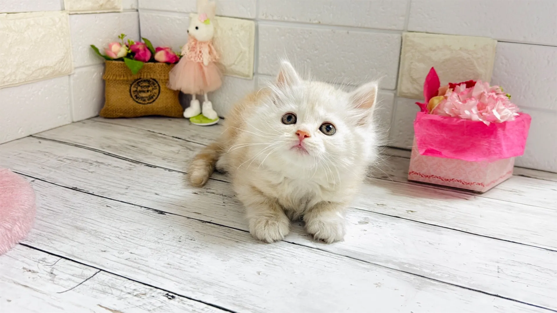 マンチカン長足(Bunny101)