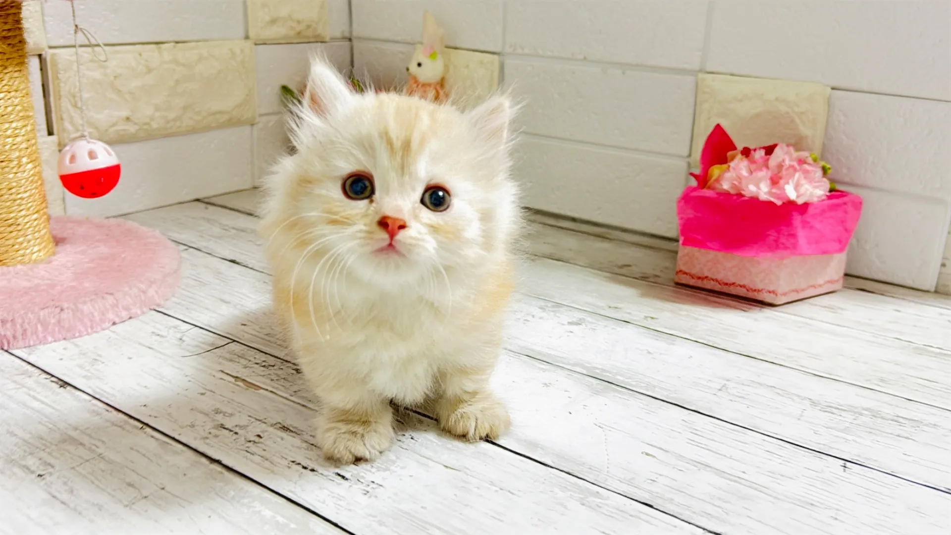 マンチカン短足(Bunny102)