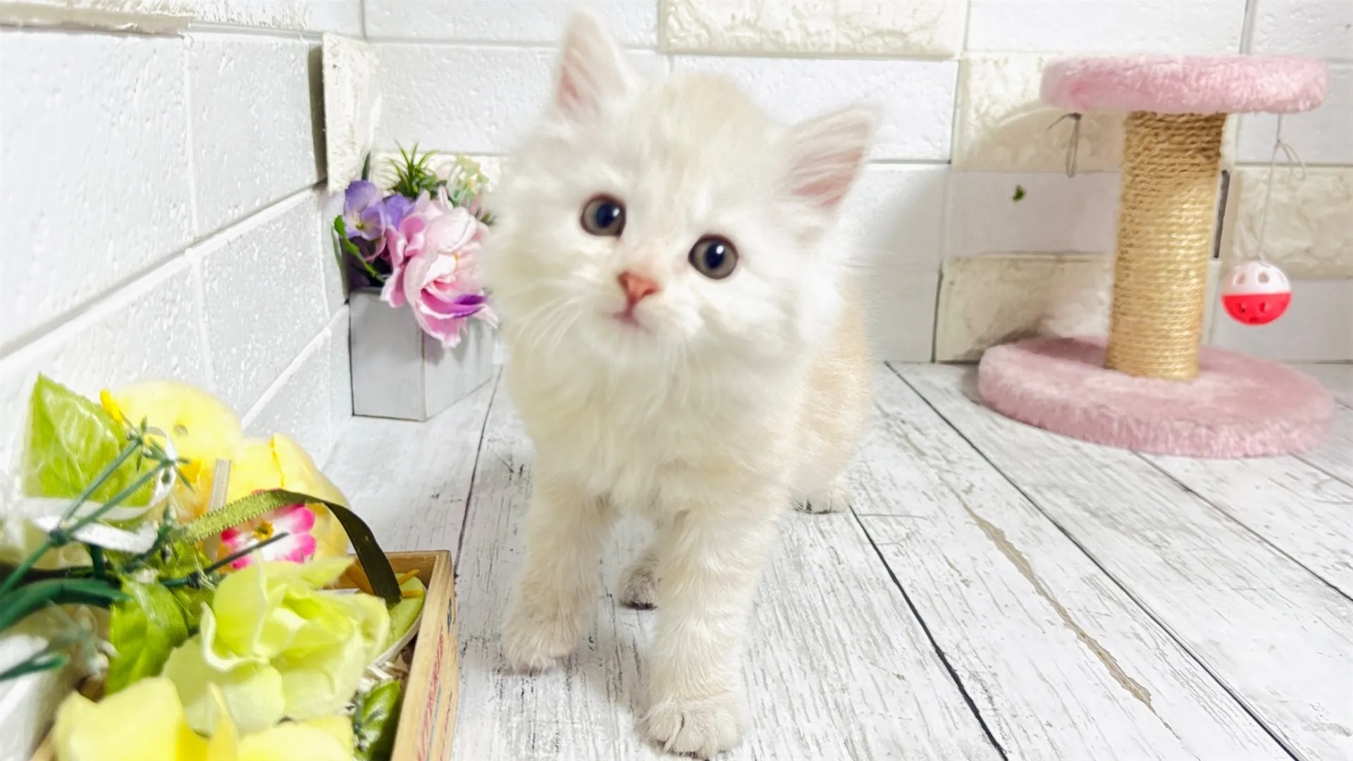 マンチカン長足(Bunny103)