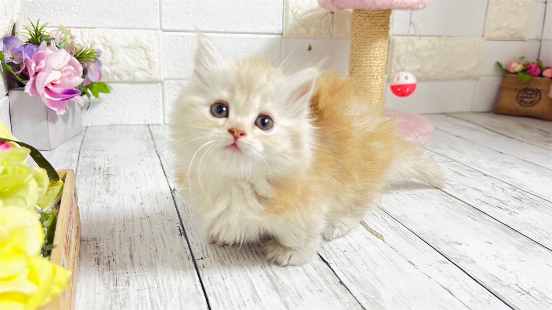 マンチカン短足(Bunny104)